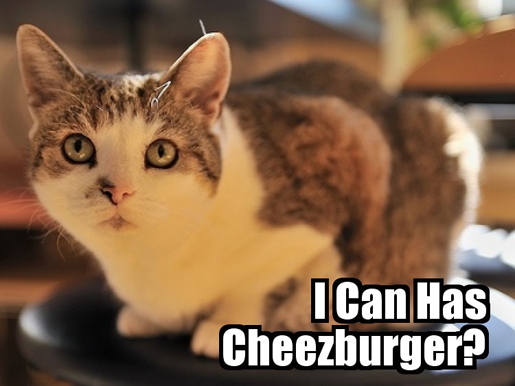 i can has cheezburger meme
