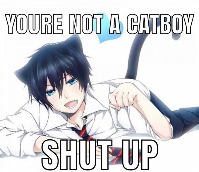 Catboy memes