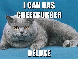 i can has cheezburger meme