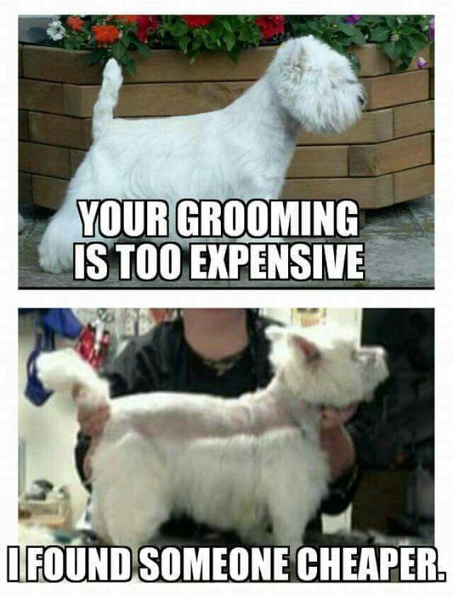 groomer memes