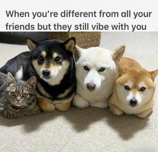 Wholesome Animal Memes